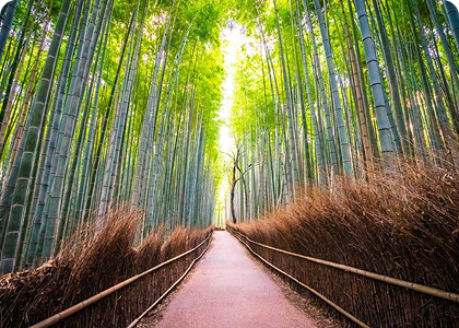 forest image